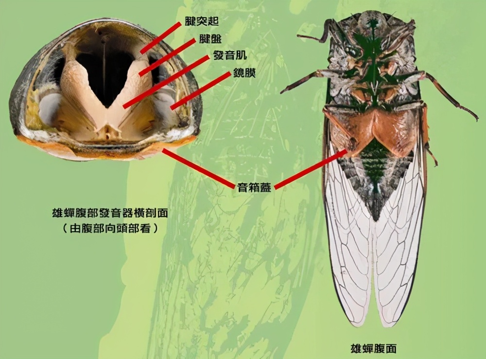 為什么天越熱，蟬叫得越厲害？