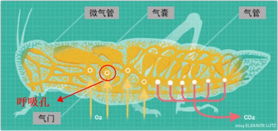 為什么蟑螂碰到洗發(fā)水會當場死亡？