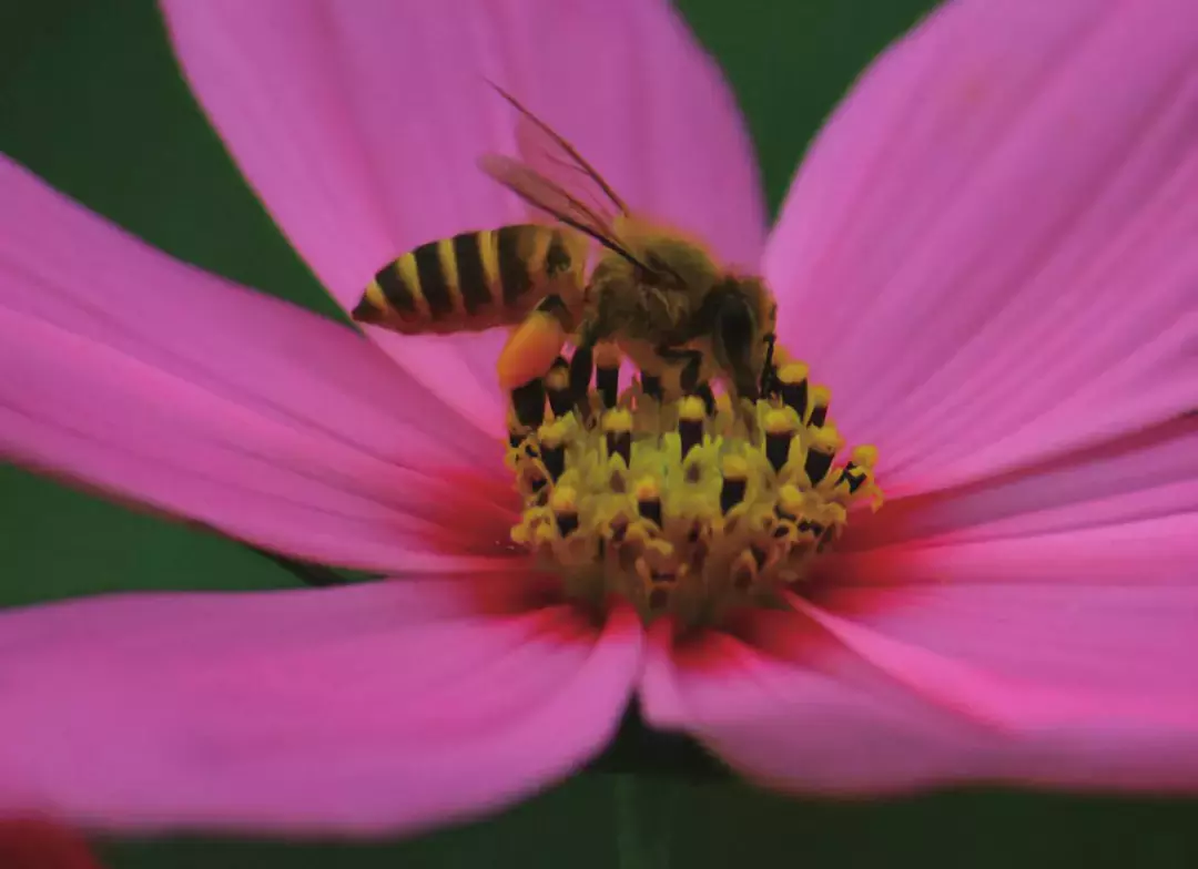 如何區(qū)分黃蜂、蜜蜂、馬蜂、胡蜂……各種蜂？